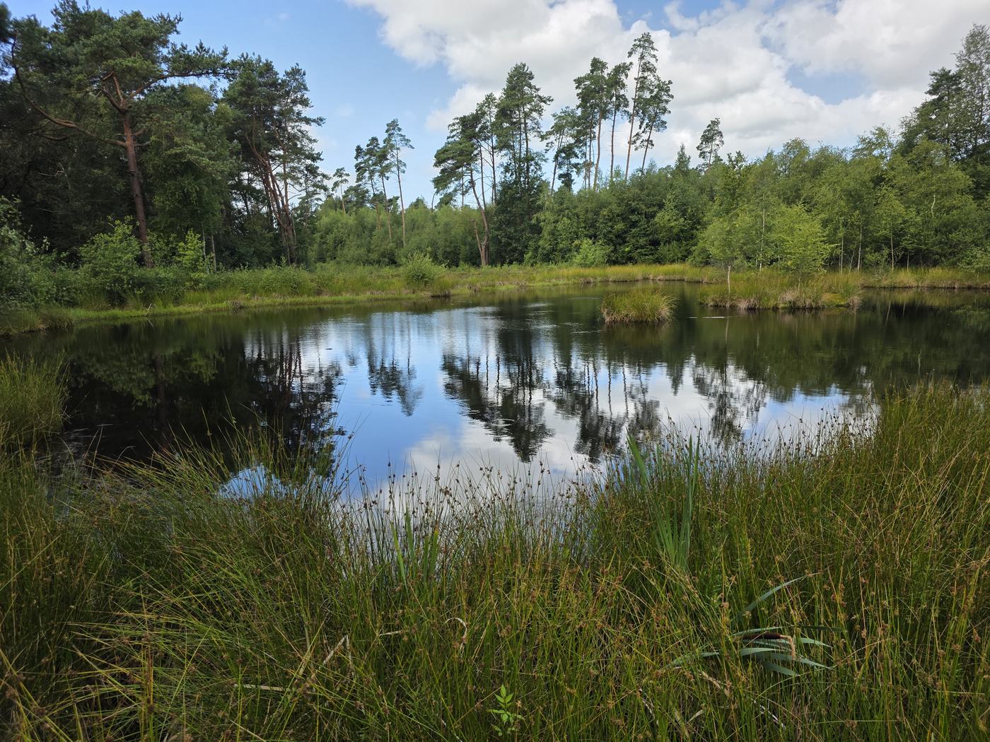 Ven met dennen en spiegelend water in het natuurgebied