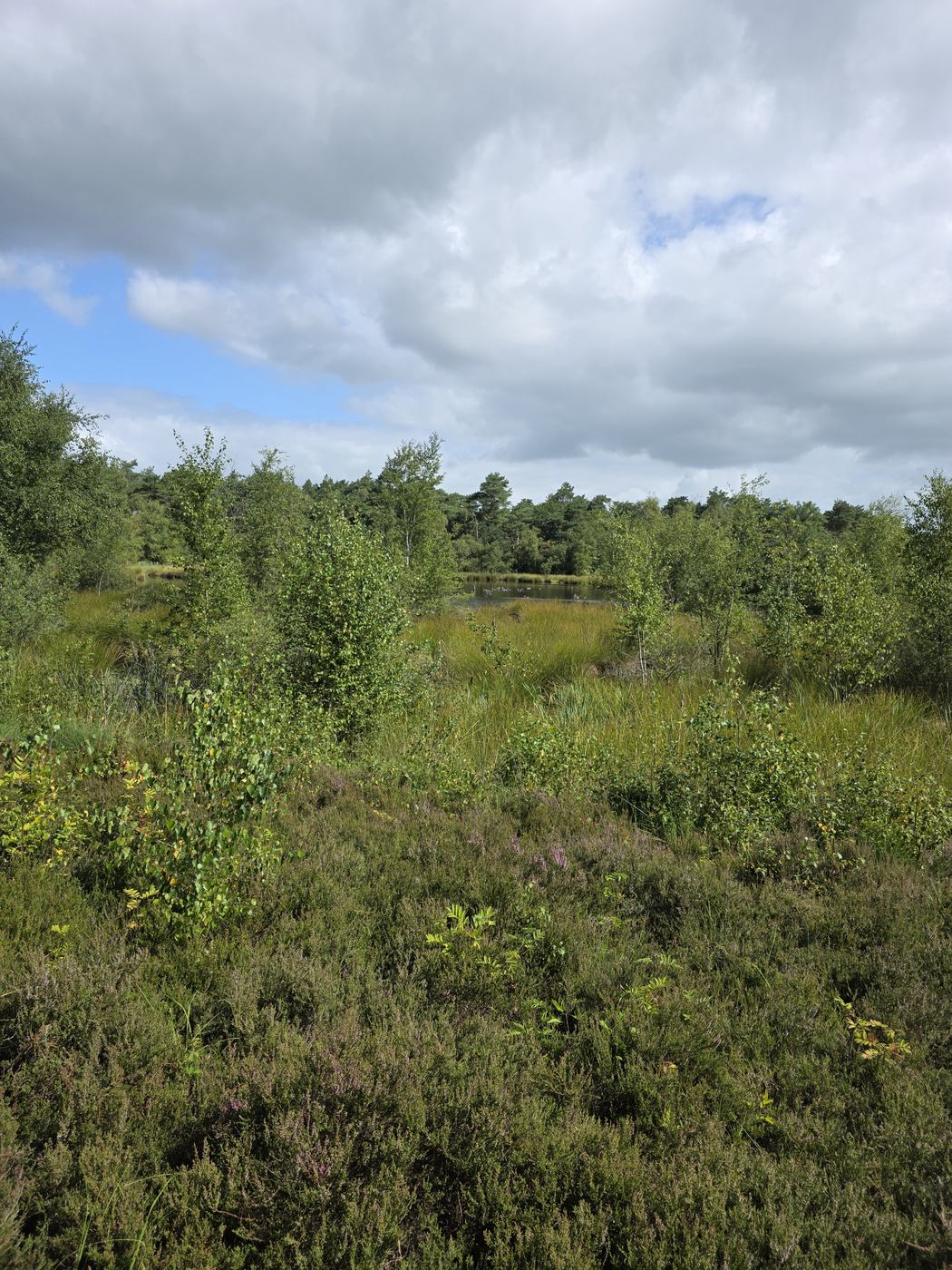 Bloeiende heide met een ven op de achtergrond