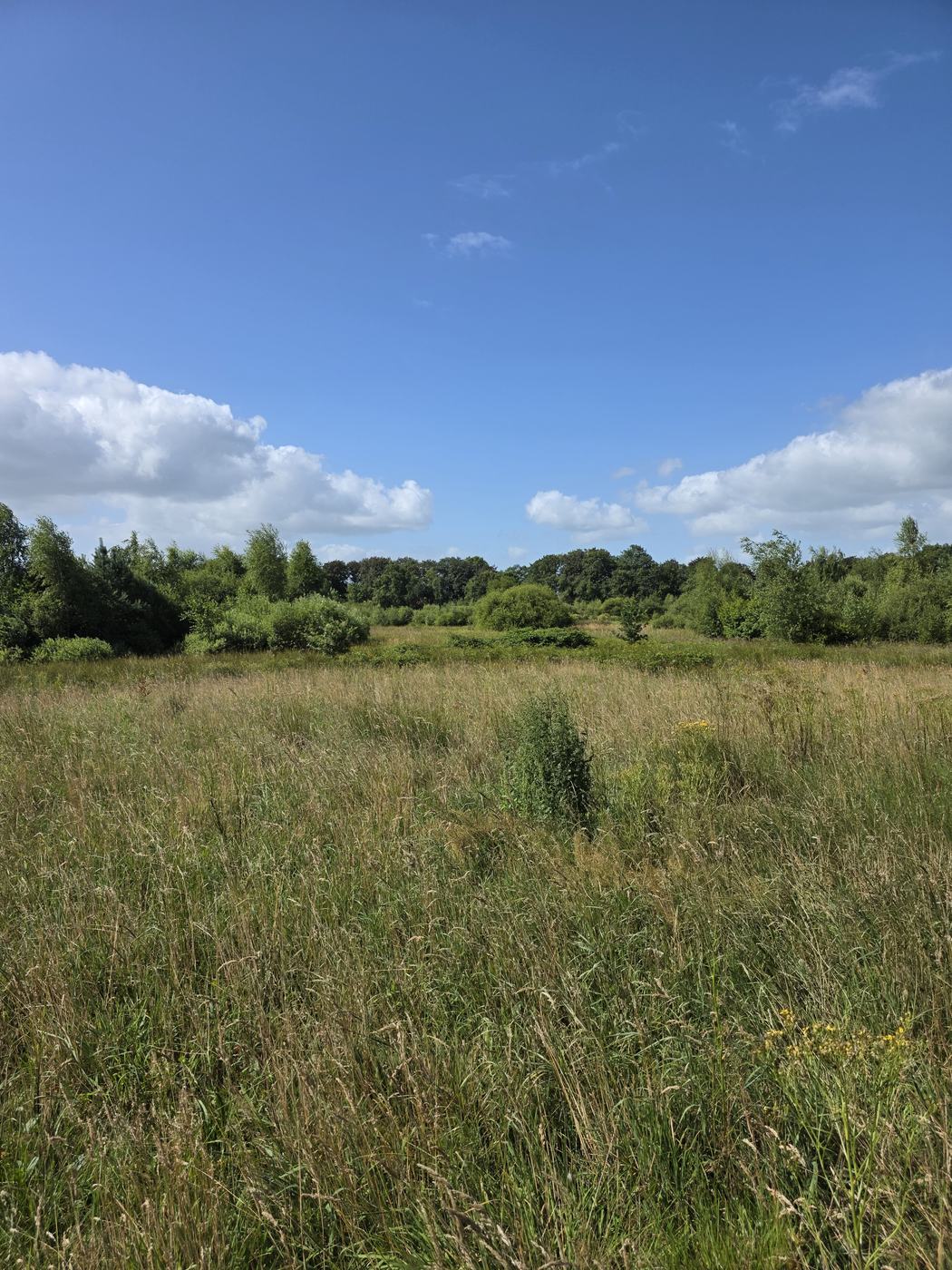 Wandelroute door het grasland langs de bosrand